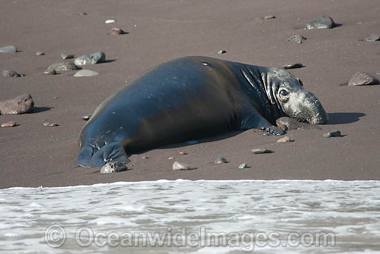 Northern Elephant Seal bull pup photo Northern Elephant Seal bull pup photo