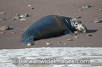 Northern Elephant Seal bull pup Photo - David Fleetham