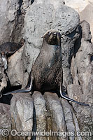 Guadalupe Fur Seal Photo - David Fleetham