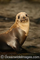 Guadalupe Fur Seal Photo - David Fleetham
