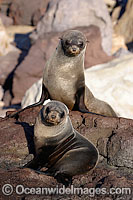 Guadalupe Fur Seal Photo - David Fleetham