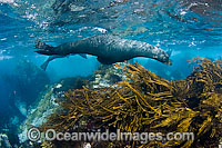 Guadalupe Fur Seal underwater Photo - David Fleetham