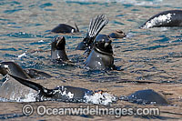 Guadalupe Fur Seal on surface Photo - David Fleetham