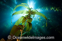 Sunlight in Giant Kelp Photo - David Fleetham