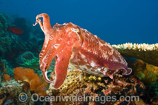 Broadclub Cuttlefish photo Broadclub Cuttlefish photo
