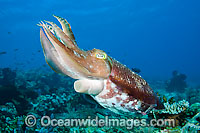 Broadclub Cuttlefish Photo - David Fleetham