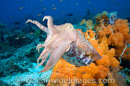 Broadclub Cuttlefish photo