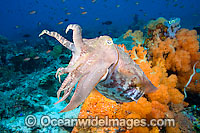 Broadclub Cuttlefish Photo - David Fleetham