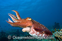 Broadclub Cuttlefish Photo - David Fleetham