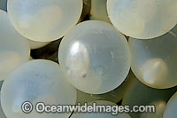 Cuttlefish eggs Photo - David Fleetham