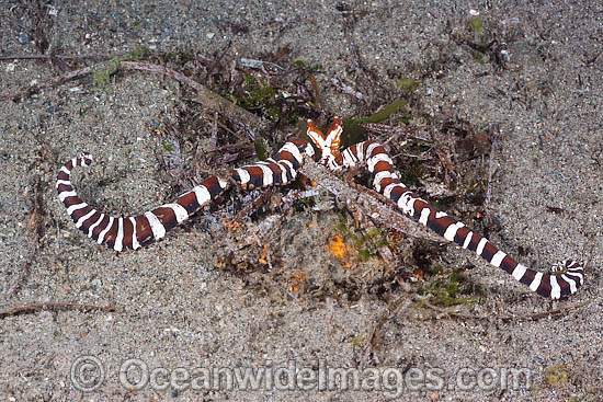Wonderpus mimicing eel photo Wonderpus mimicing eel photo