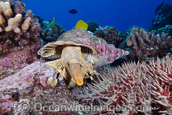 Triton Trumpet Shell eating starfish photo Triton Trumpet Shell eating starfish photo