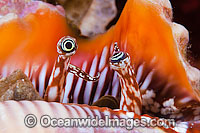 Spider Shell eyes Photo - David Fleetham