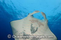 Manta Ray Photo - David Fleetham