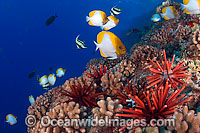 Fish Coral and Urchins Photo - David Fleetham