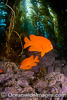 Garibaldi in kelp forest Photo - David Fleetham
