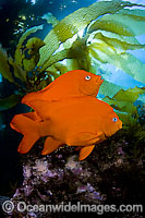 Garibaldi Hypsypops rubicundus Photo - David Fleetham