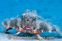 Polka-dot Batfish Ogcocephalus radiatus Photo - David Fleetham