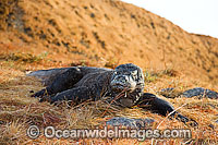 Komodo Dragon Photo - David Fleetham