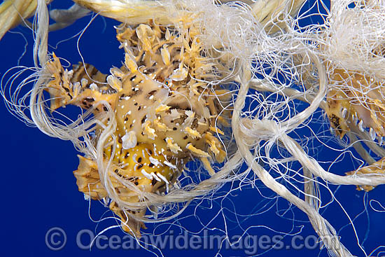 Sargassum Anglerfish caught in polypropylene rope photo Sargassum Anglerfish caught in polypropylene rope photo