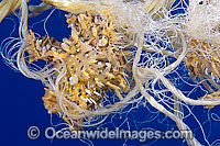 Sargassum Anglerfish caught in polypropylene rope Photo - David Fleetham