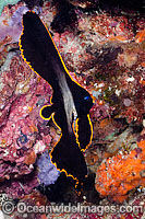 Long-finned Batfish Photo - David Fleetham