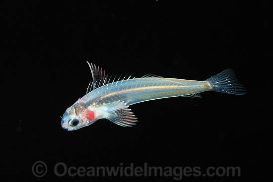 Larval Blenny photo Larval Blenny photo