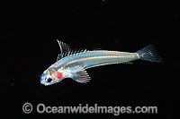Larval Blenny Photo - David Fleetham