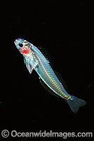 Larval Blenny Photo - David Fleetham