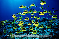 Raccoon Butterflyfish Photo - David Fleetham
