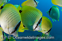 Raccoon Butterflyfish Photo - David Fleetham