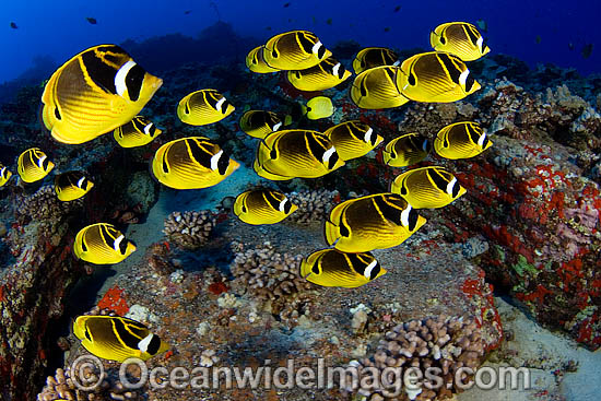 Schooling Raccoon Butterflyfish photo Schooling Raccoon Butterflyfish photo