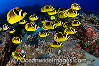 Schooling Raccoon Butterflyfish Photo - David Fleetham