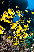 Raccoon Butterflyfish Chaetodon lunula Photo - David Fleetham