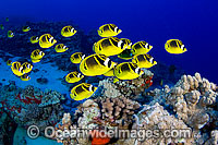 Raccoon Butterflyfish Photo - David Fleetham