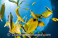Milletseed Butterflyfish Chaetodon miliaris Photo - David Fleetham