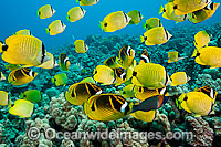 Schooling Milletseed Butterflyfish Photo - David Fleetham