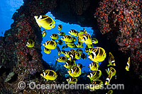 Schooling Raccoon Butterflyfish Photo - David Fleetham