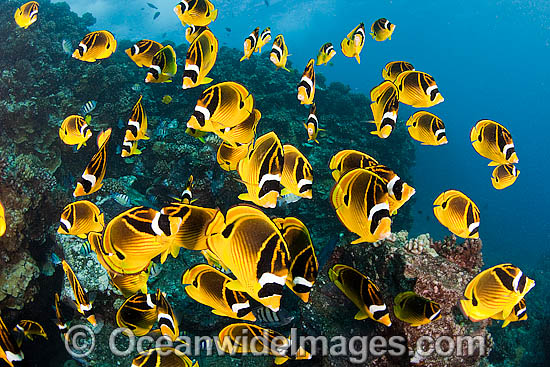 Raccoon Butterflyfish photo Raccoon Butterflyfish photo