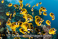 Raccoon Butterflyfish Photo - David Fleetham