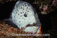 Wolf Eel Anarrhichthys ocellatus Photo - David Fleetham