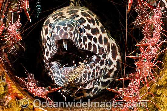 Honeycomb Moray Eel being cleaned photo Honeycomb Moray Eel being cleaned photo