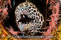 Honeycomb Moray Eel being cleaned Photo - David Fleetham