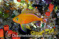 Deepwater Anthias Holanthias fuscipinnis Photo - David Fleetham