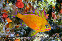 Deepwater Anthias Photo - David Fleetham