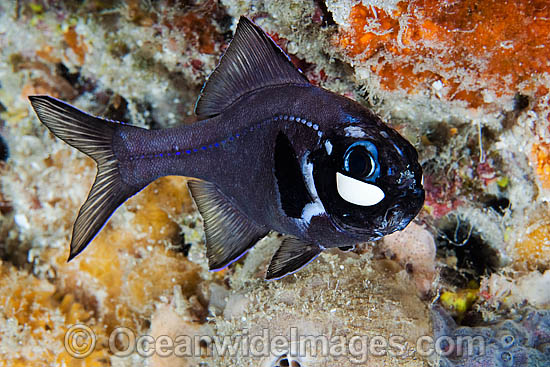 One-fin Flashlight Fish Photoblepharon palpebratus photo