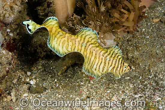 Black-tip Sole Soleichthys heterorhinos photo Black-tip Sole Soleichthys heterorhinos photo