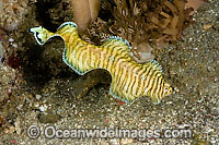 Black-tip Sole Soleichthys heterorhinos Photo - David Fleetham