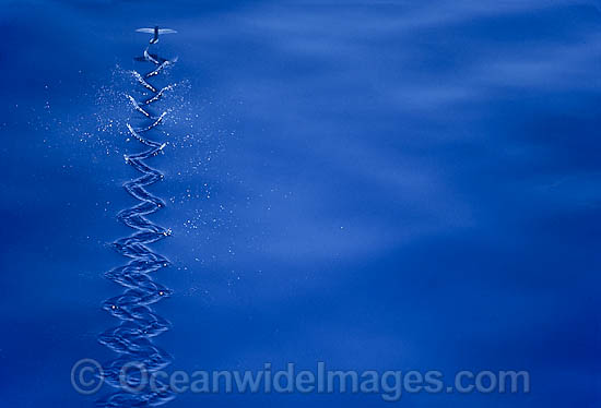 Flying Fish Cypselurus suttoni photo Flying Fish Cypselurus suttoni photo
