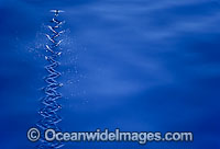 Flying Fish Cypselurus suttoni Photo - David Fleetham